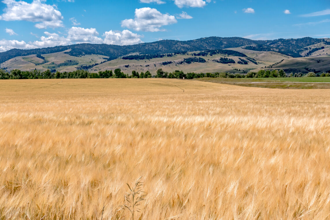 Wheat field under a Montana sky near mountains