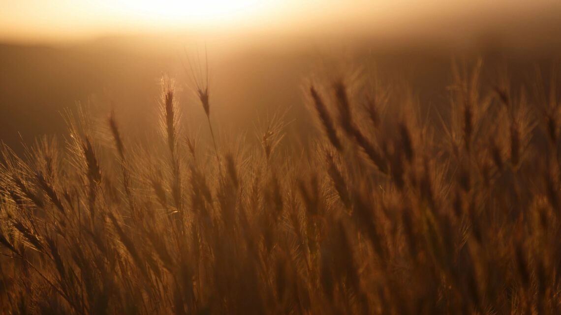 Golden wheat field at sunset